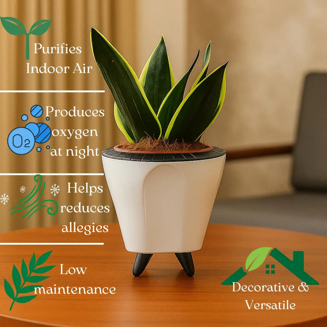Enutrof Sansevieria Golden Hahnii Snake Plant with Self-Watering Decorative Pot Enutrof Decor