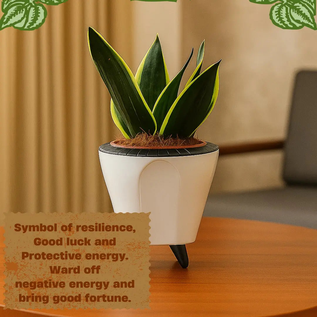 Enutrof Sansevieria Golden Hahnii Snake Plant with Self-Watering Decorative Pot Enutrof Decor
