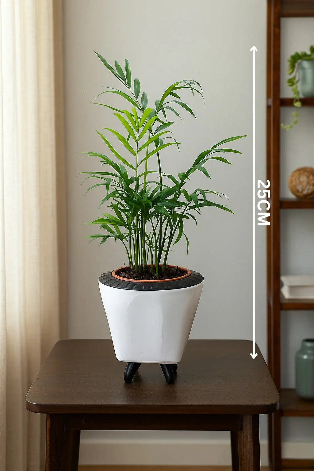 Enutrof Areca Palm Air Purifier Live Plant with Self-Watering Decorative Pot Enutrof Decor