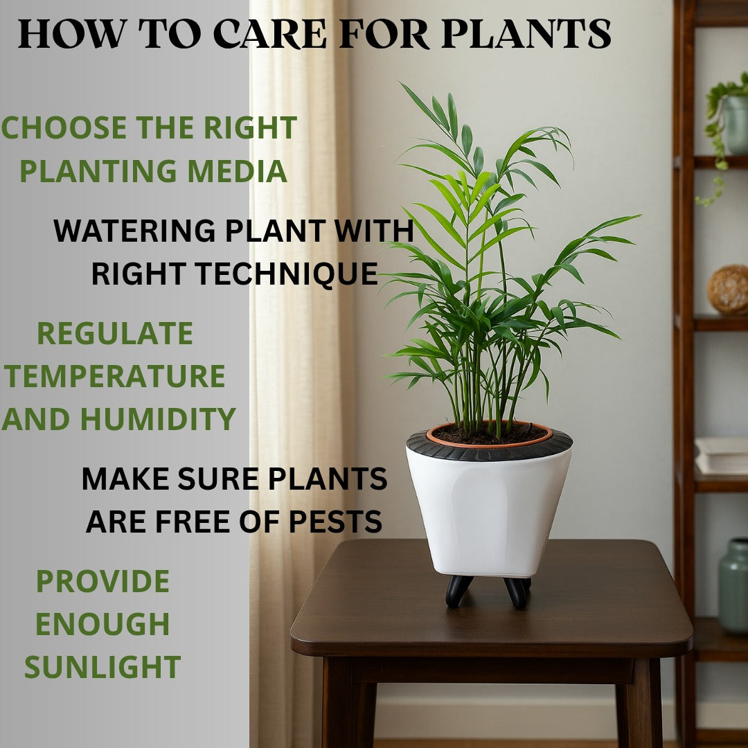 Enutrof Areca Palm Air Purifier Live Plant with Self-Watering Decorative Pot Enutrof Decor