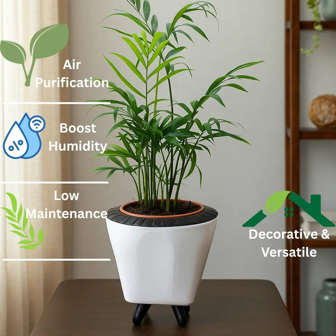 Enutrof Areca Palm Air Purifier Live Plant with Self-Watering Decorative Pot Enutrof Decor
