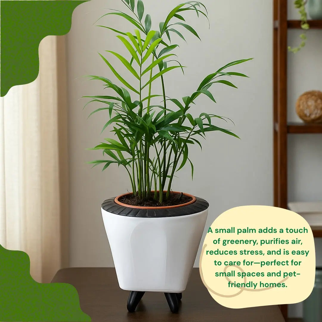 Enutrof Areca Palm Air Purifier Live Plant with Self-Watering Decorative Pot Enutrof Decor