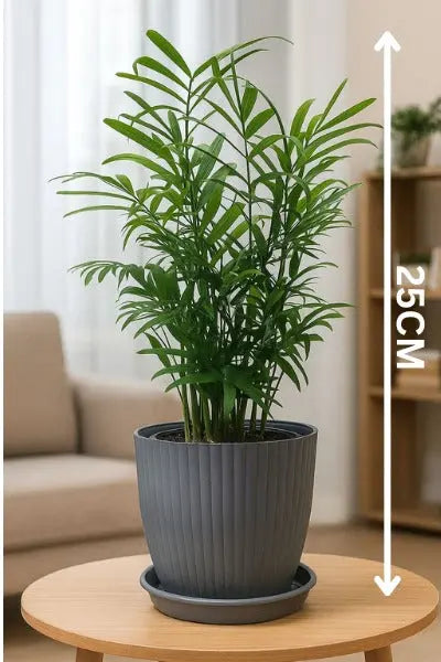 Enutrof Areca Palm Air Purifier Live Plant with Self-Watering Rainbow Pot Enutrof Decor