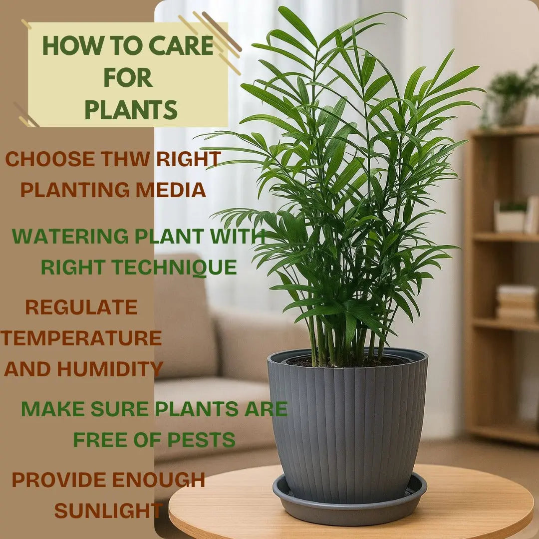 Enutrof Areca Palm Air Purifier Live Plant with Self-Watering Rainbow Pot Enutrof Decor
