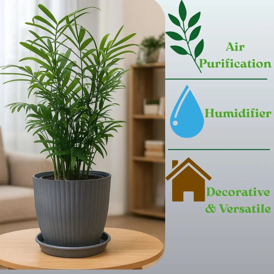 Enutrof Areca Palm Air Purifier Live Plant with Self-Watering Rainbow Pot Enutrof Decor