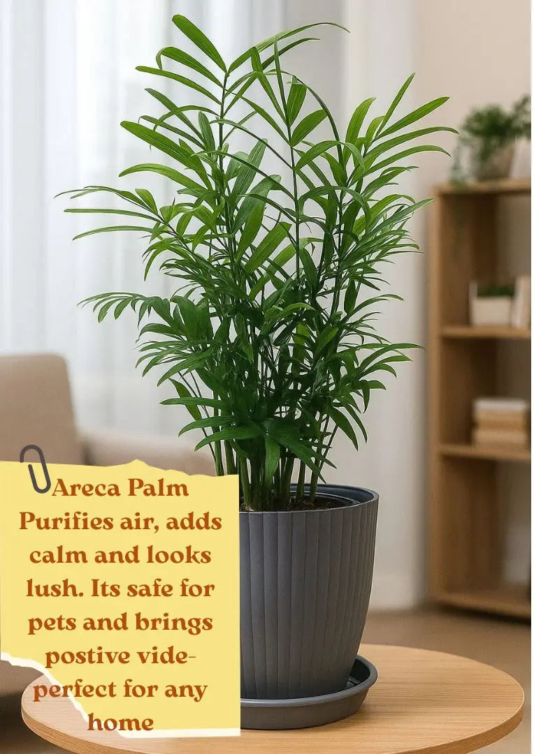 Enutrof Areca Palm Air Purifier Live Plant with Self-Watering Rainbow Pot Enutrof Decor