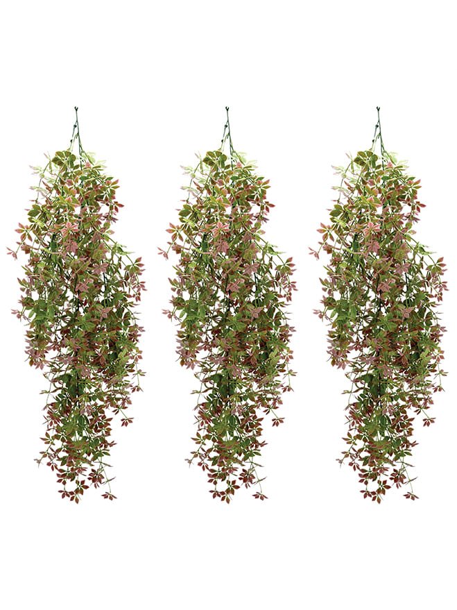 Gynostemma Pentaphyllum Hanging Bush (Pack of 3)