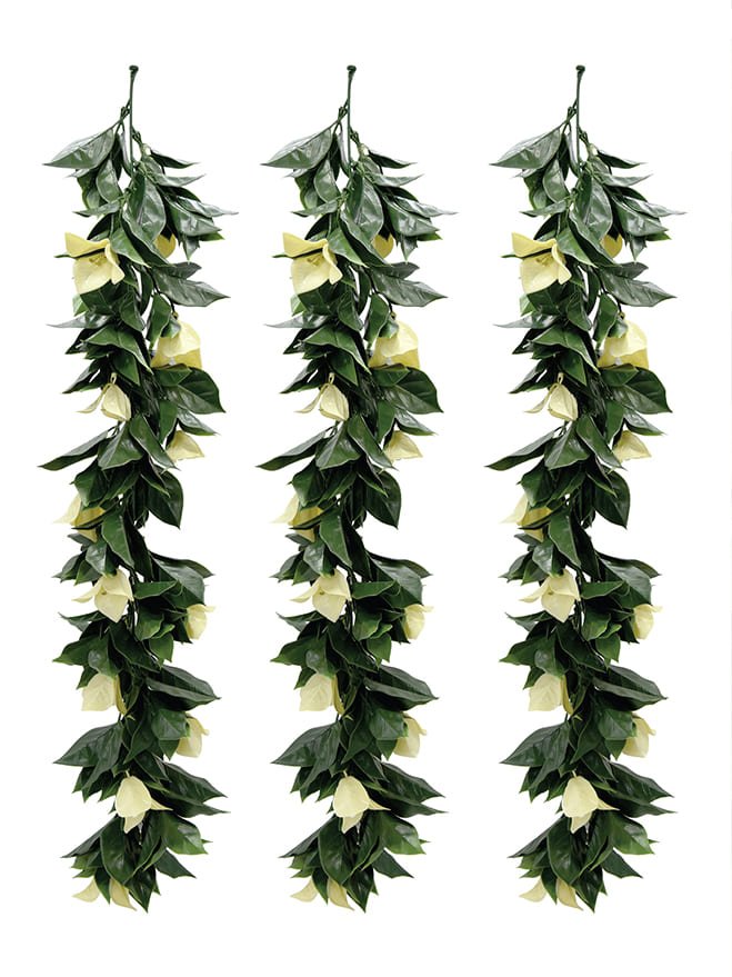 Podocarpus Nagi Hanging Leave (Pack of 3)