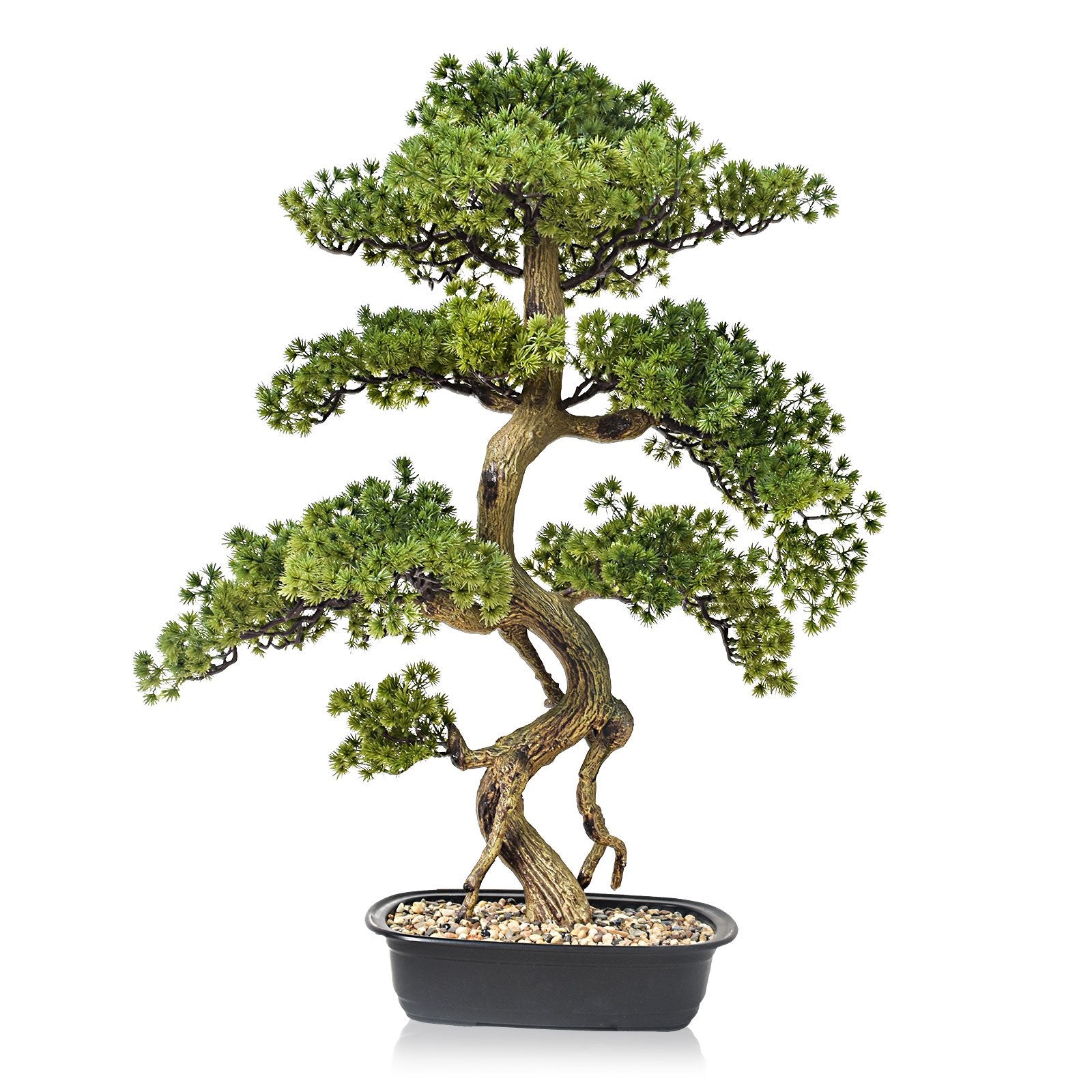 Cypress Bonsai Tree (90 cm)