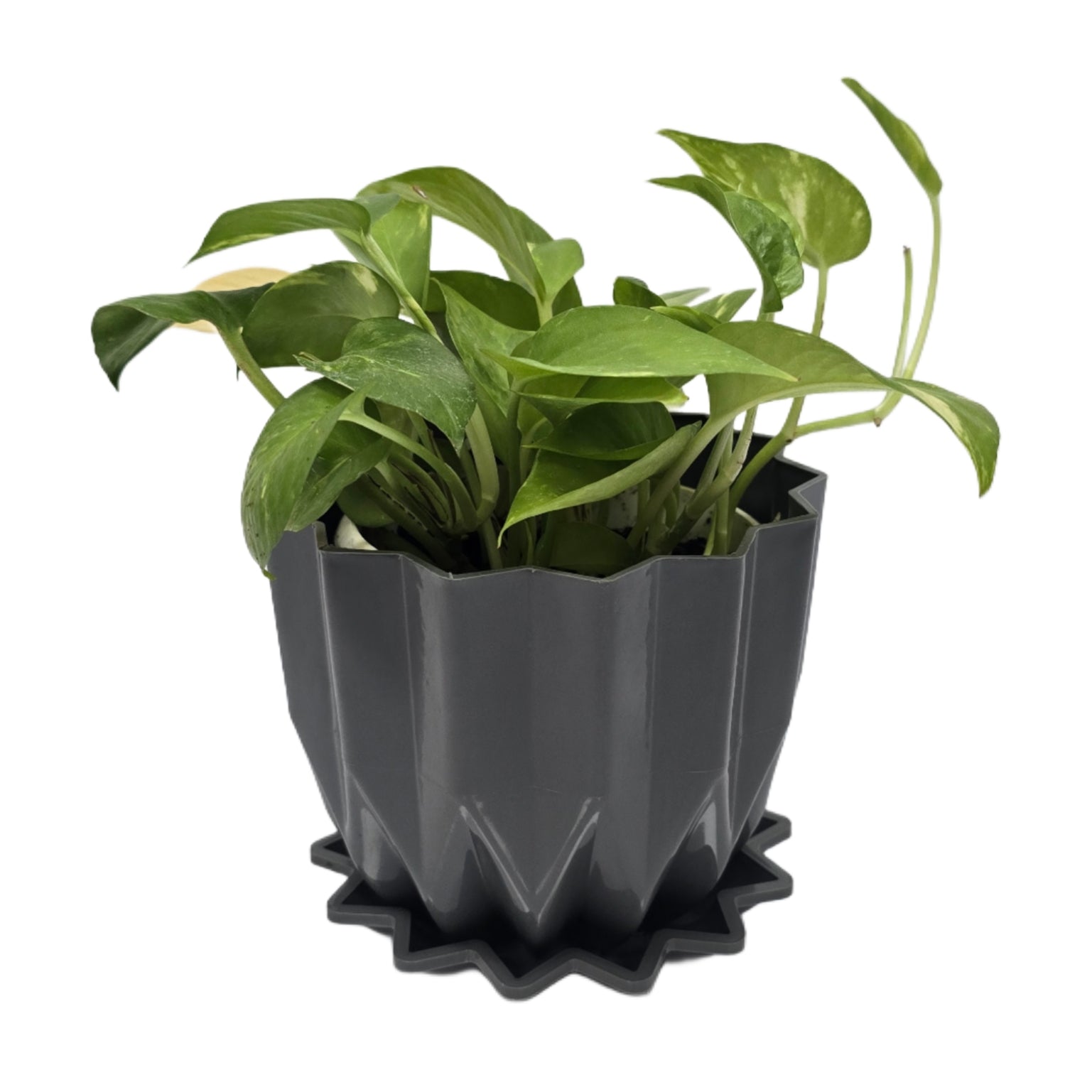 Enutrof Golden Money Plant Indoor with Self-Watering Flower Pot Enutrof Decor