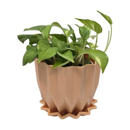 Enutrof Golden Money Plant Indoor with Self-Watering Flower Pot Enutrof Decor