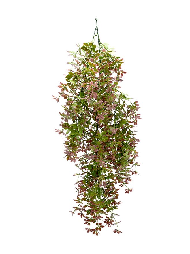 Gynostemma Pentaphyllum Hanging Bush (Pack of 3)