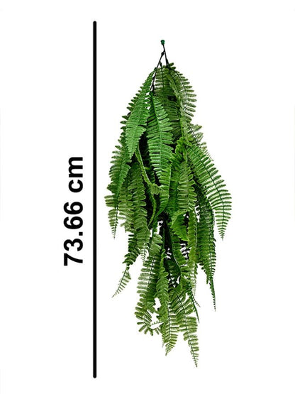 Boston Fern For Decoration (Pack of 3)