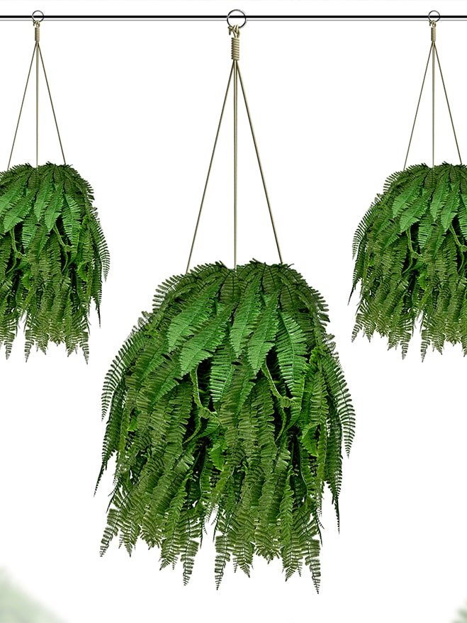 Boston Fern For Decoration (Pack of 3)