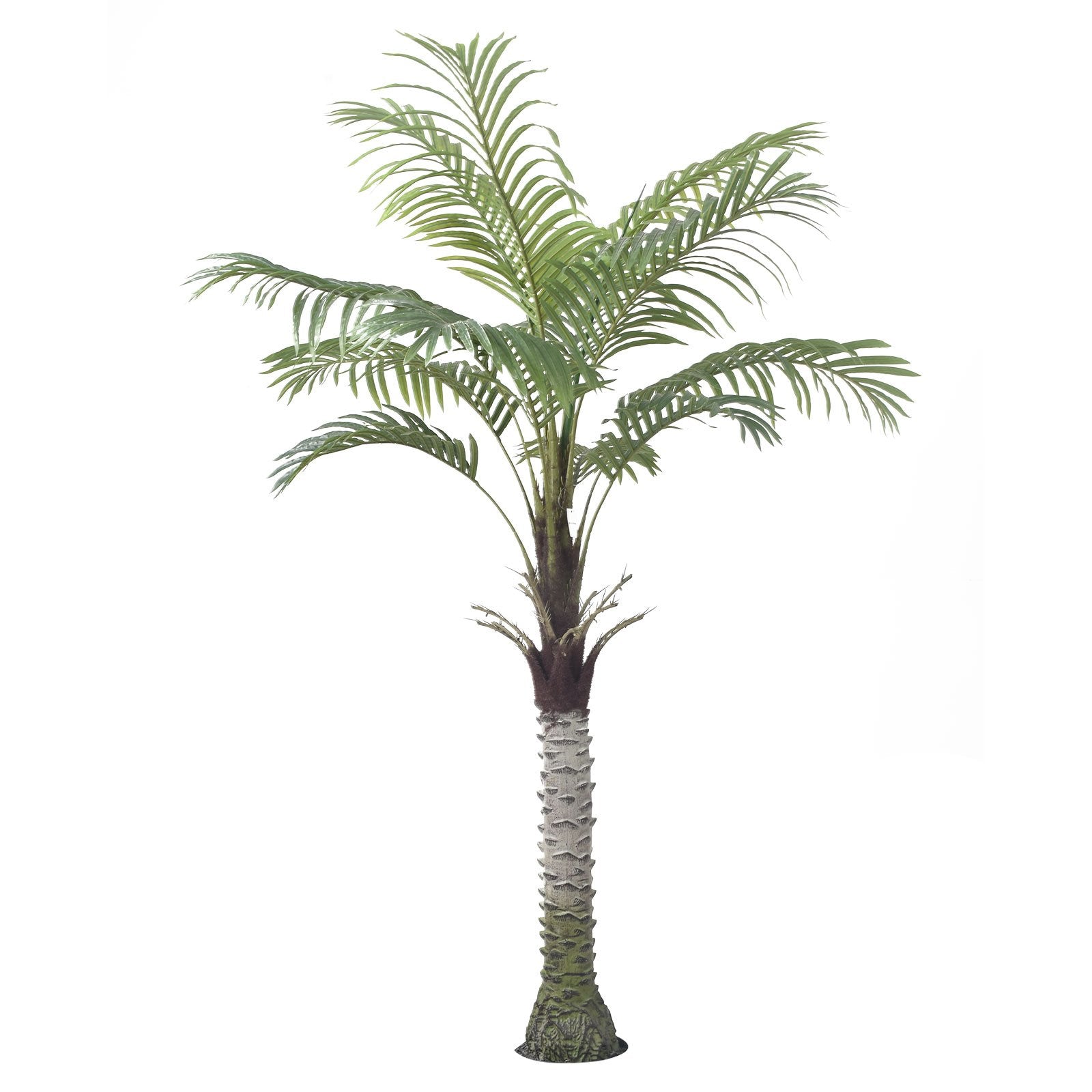 Palm Tree