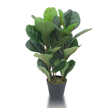 Fiddle Artificial Plants With Basic White Pot ||70cm Height