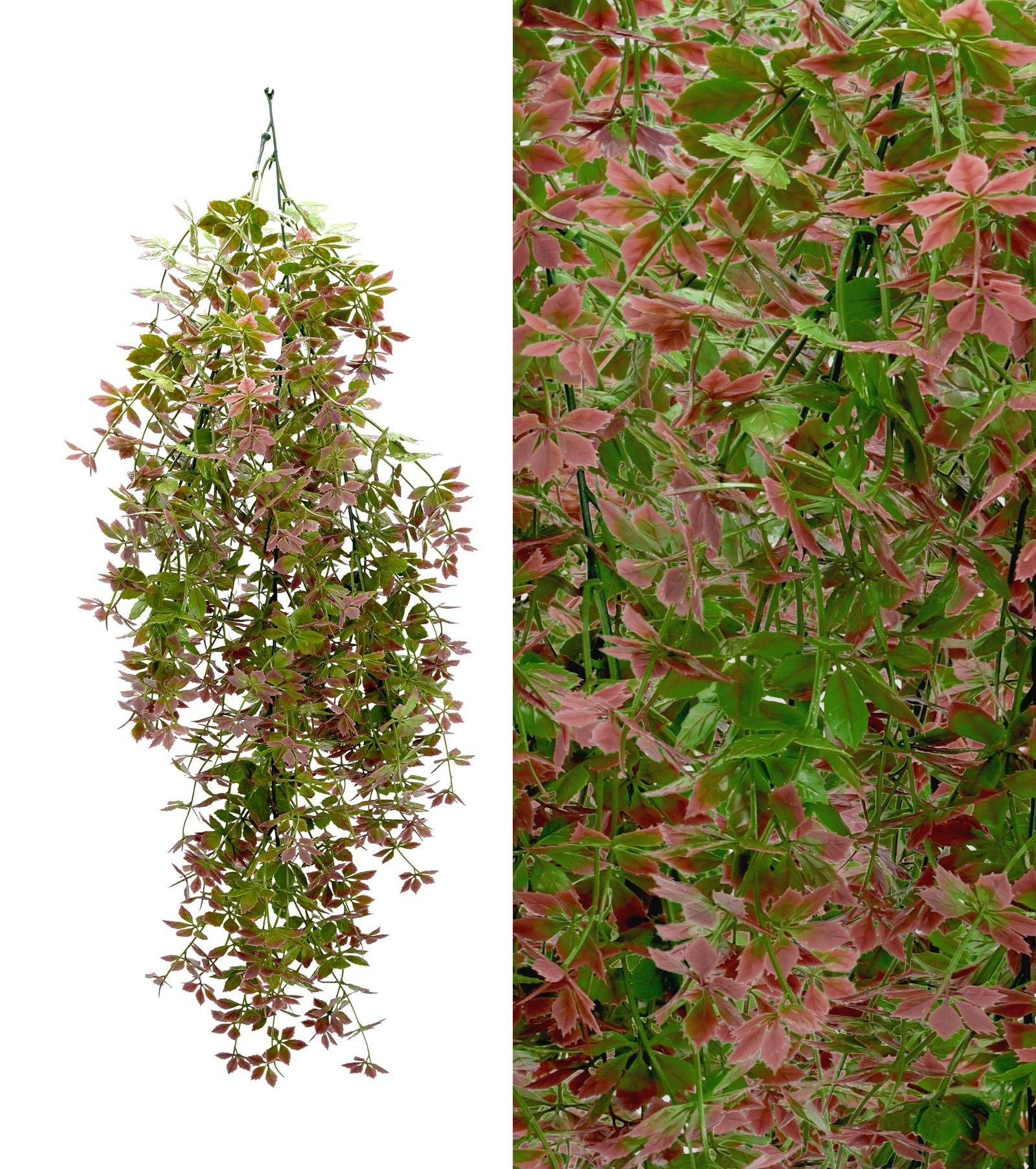 Gynostemma Pentaphyllum Hanging Bush (Pack of 3)