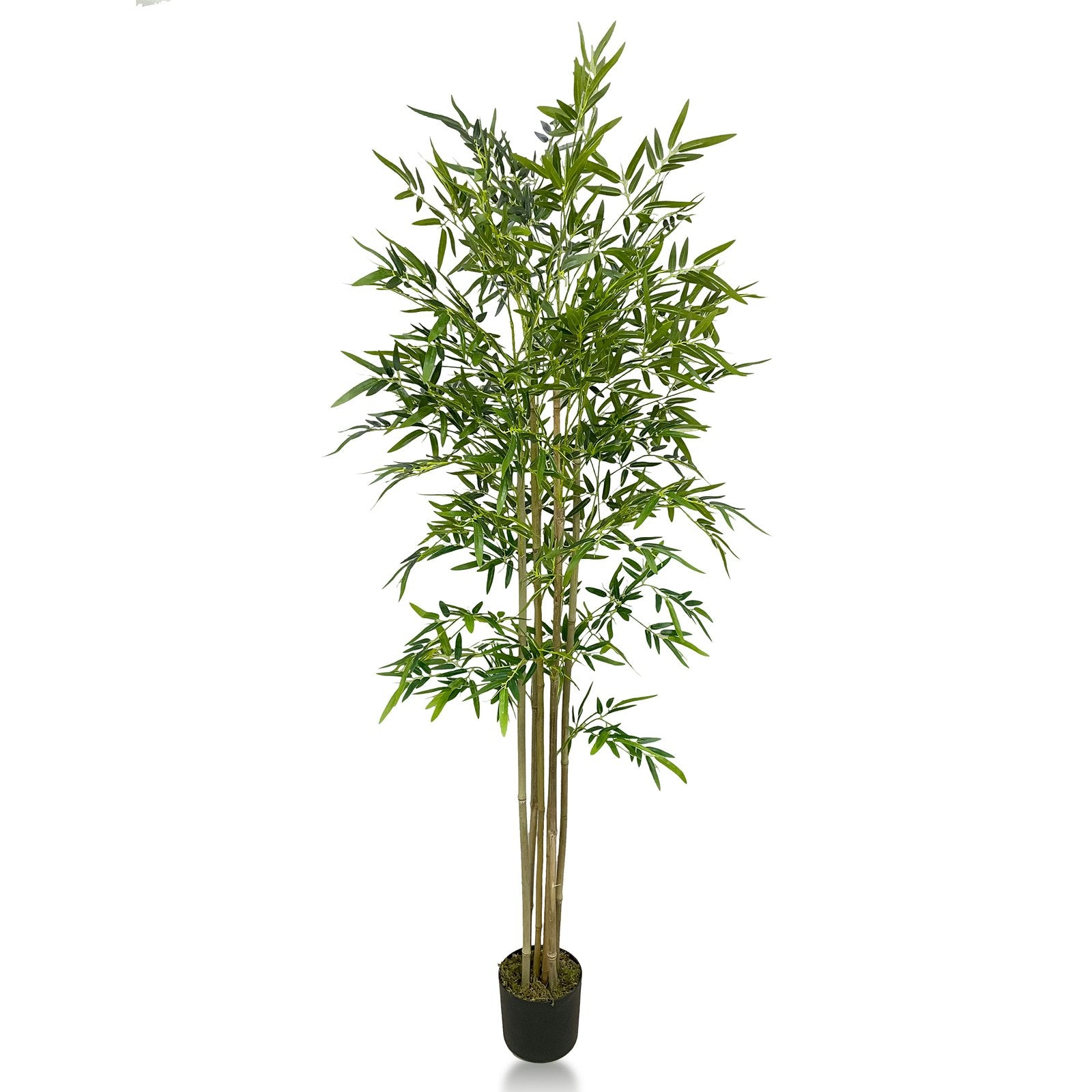 Bamboo Artificial Plant  With Basic White Pot || 180cm Height