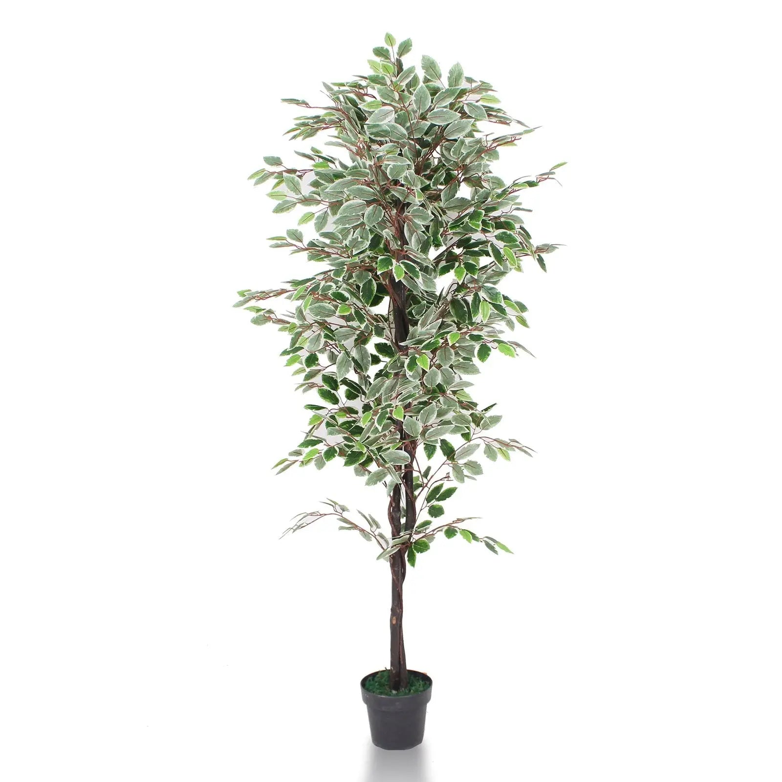 Artificial Ficus Plant With Basic White Pot|| 180cm Height My Store