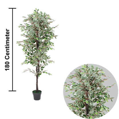 Artificial Ficus Plant With Basic White Pot|| 180cm Height My Store