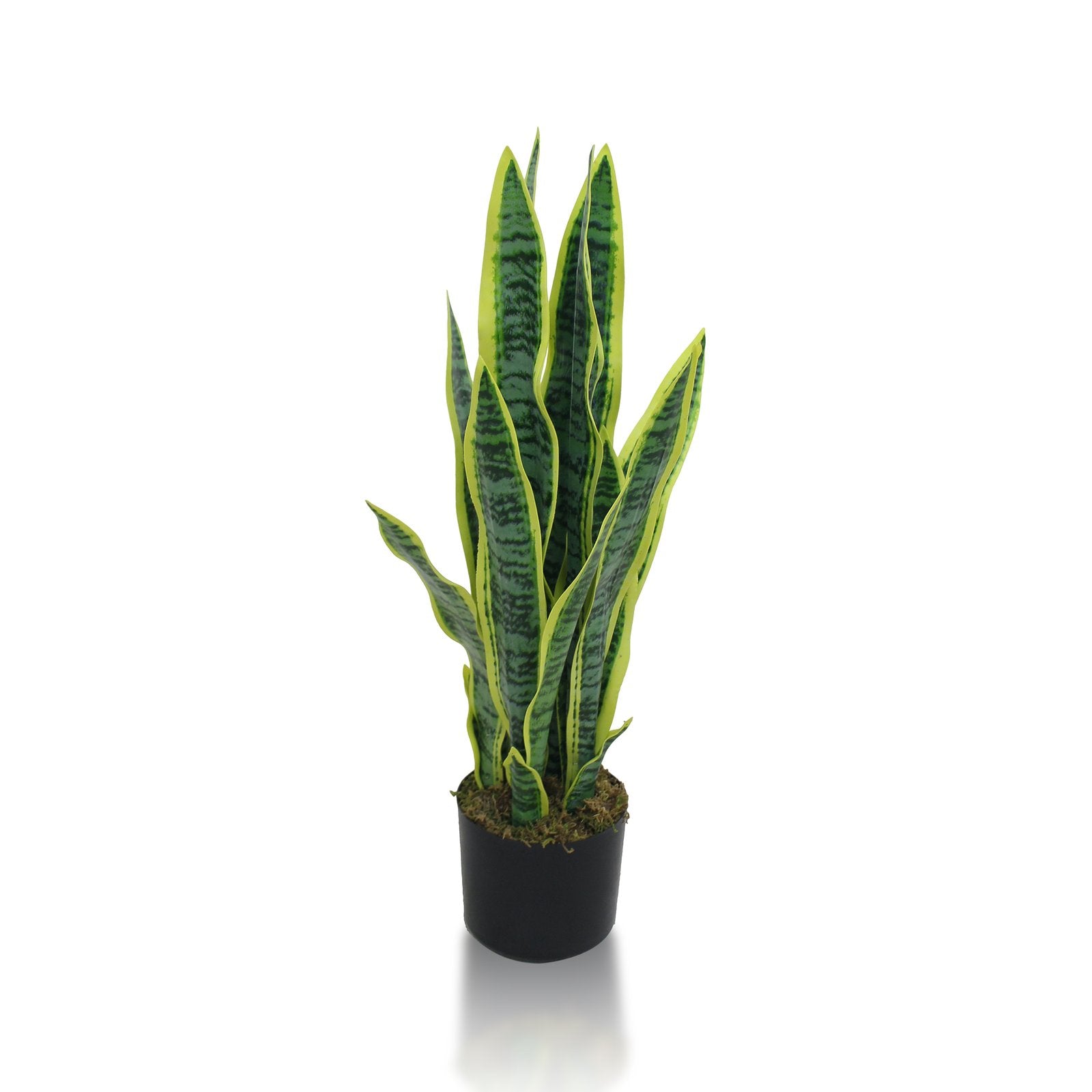 Sansevieria Plant or Snake Plants With Basic White Pot ||65cm Height