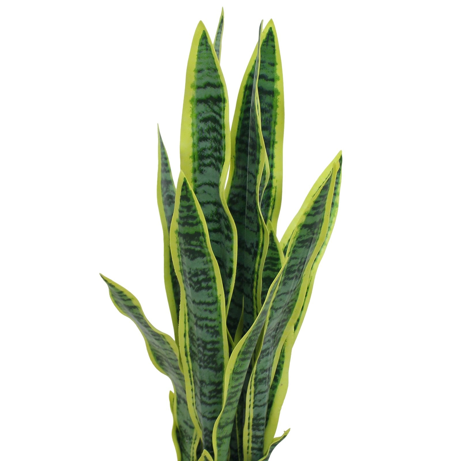 Sansevieria Plant or Snake Plants With Basic White Pot ||65cm Height