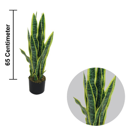 Sansevieria Plant or Snake Plants With Basic White Pot ||65cm Height