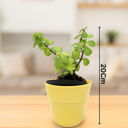 Enutrof Good Luck Jade Plant with Self-Watering Pot Enutrof Decor