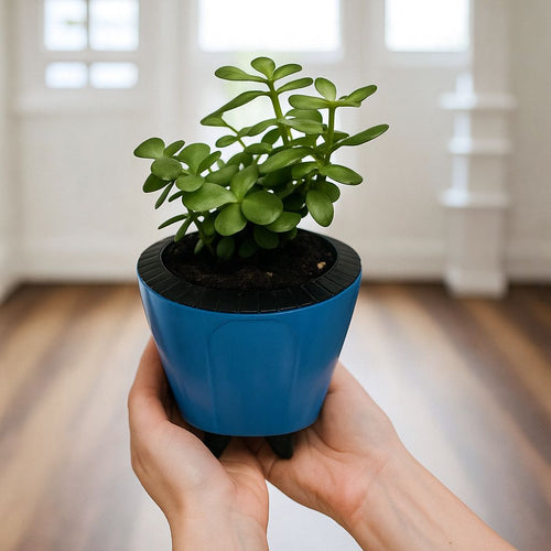 Enutrof Good Luck Jade Plant with Self-Watering Decorative Pot Enutrof Decor