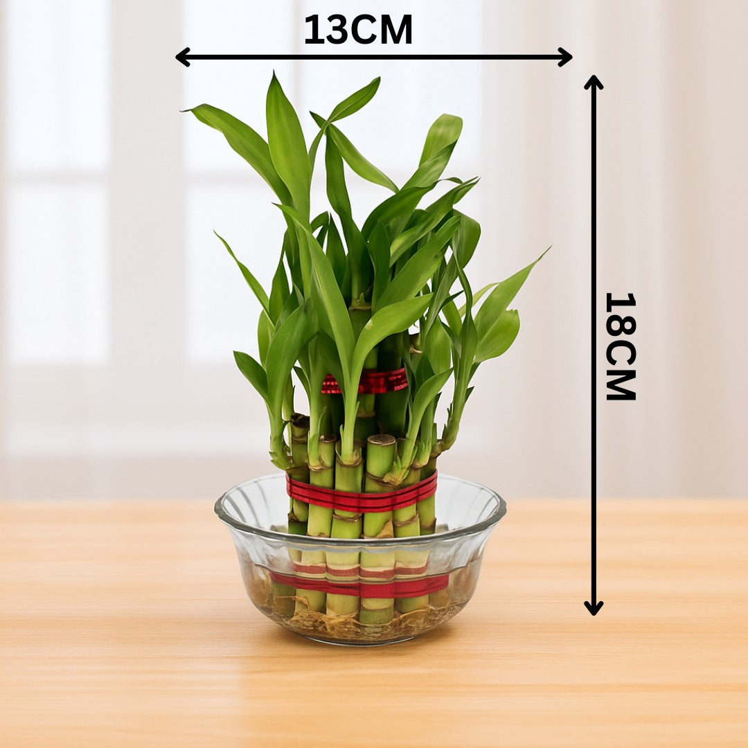 Enutrof Lucky Bamboo 2 Layer Feng Shui Plant – Green Color Enutrof Decor