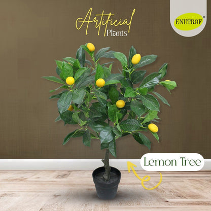 Lemon tree Artificial Plants With Basic White Pot ||70cm Height