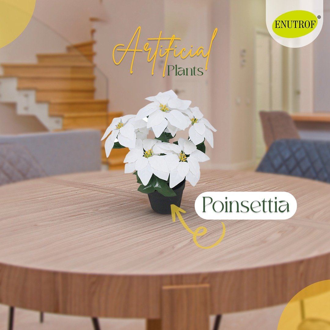 White Poinsettia Plant Artificial With Basic Pot || Size: 45Cm Height