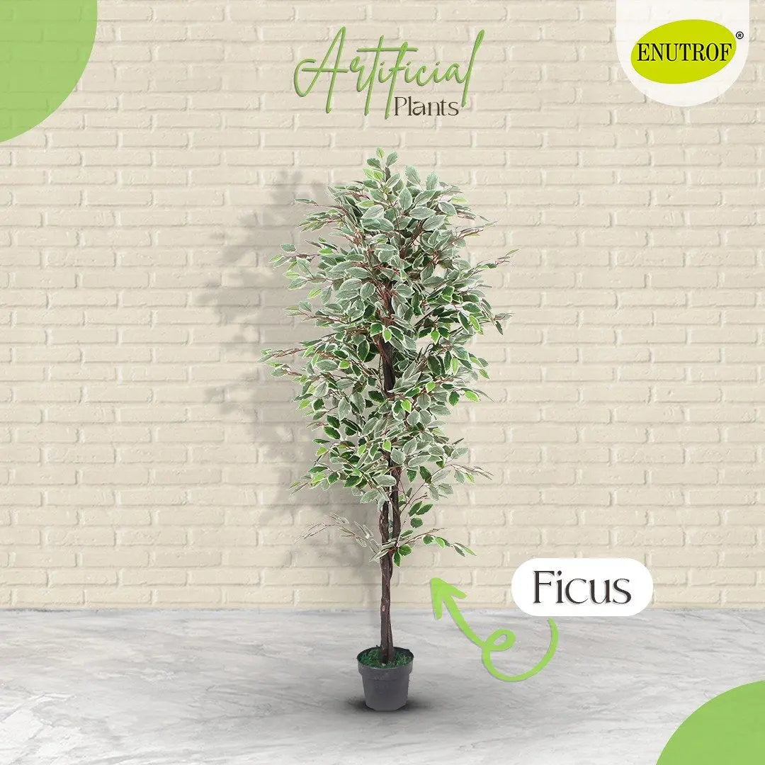 Artificial Ficus Plant With Basic White Pot|| 180cm Height My Store