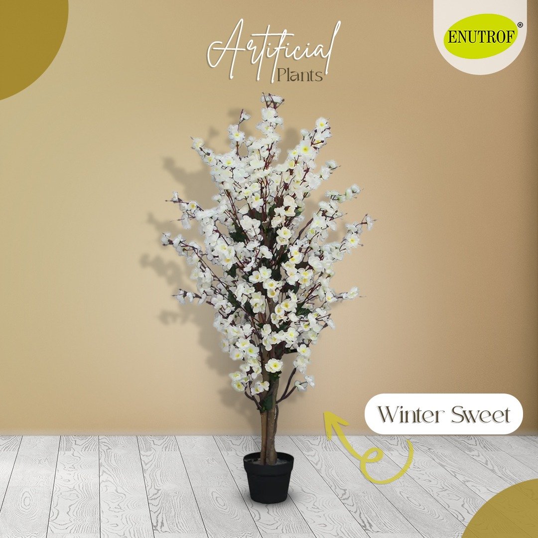 Winter Sweet Artificial Plants With Basic White Pot ||120cm Height