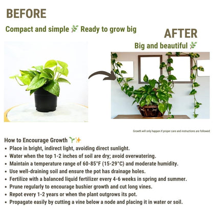 Enutrof Golden Money Plant Indoor with Self-Watering Pot (Gro Pot) Enutrof Decor