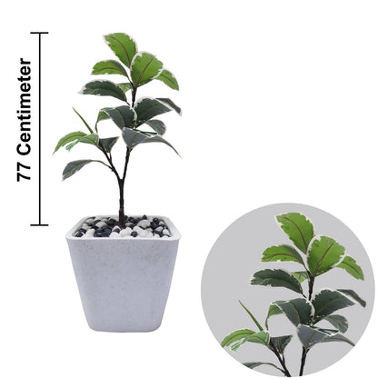 Indoor Rubber Plant Tree Artificial With Basic White Pot || Size:77 Cm Height