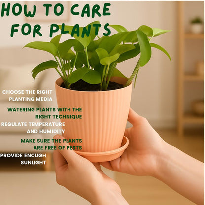 Enutrof Golden Money Plant Indoor with Self-Watering Flower Pot Enutrof Decor