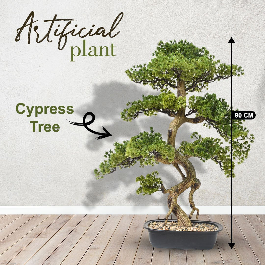 Cypress Bonsai Tree (90 cm)