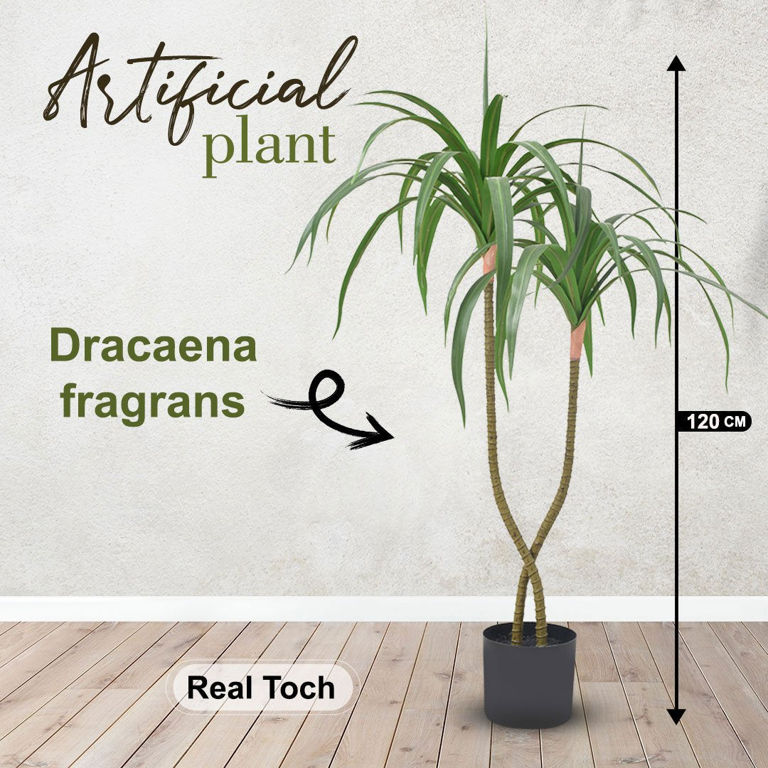 Dracaena fragrans (120 CM)