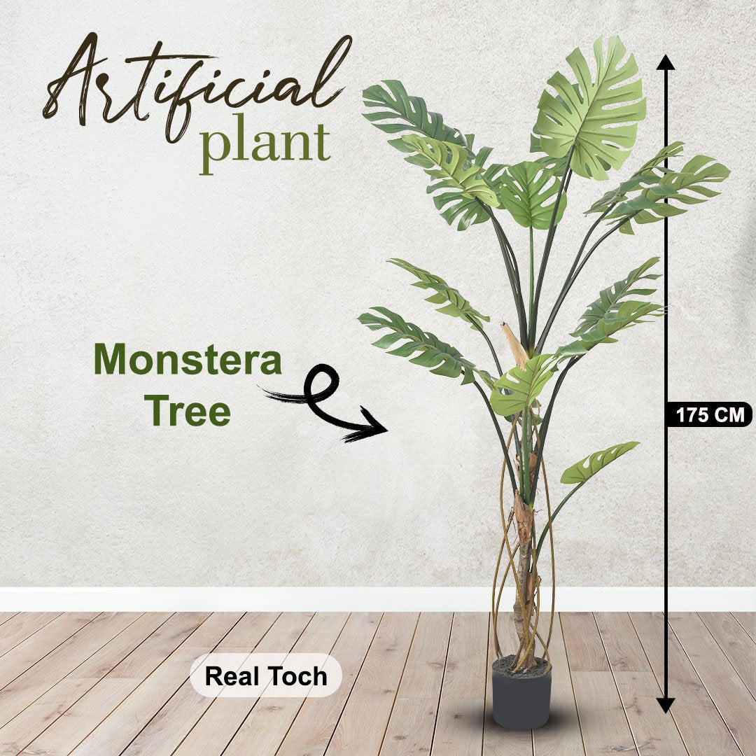 Monstera Tree (175 cm)