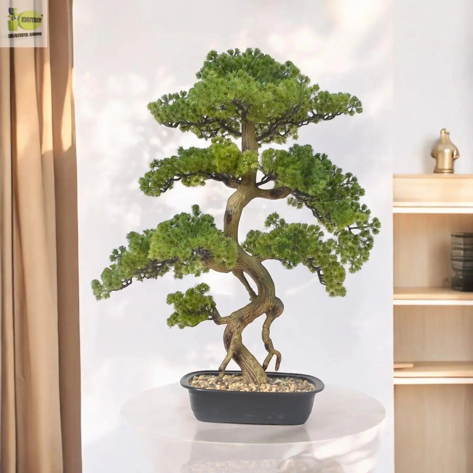 Cypress Bonsai Tree (90 cm) My Store