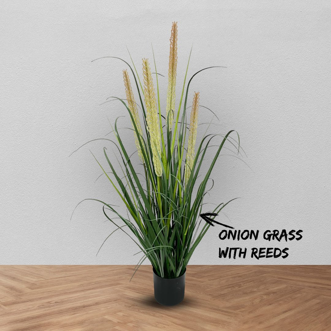 Onion grass with dual reeds plant