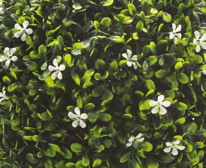 Melaine with White Flowers