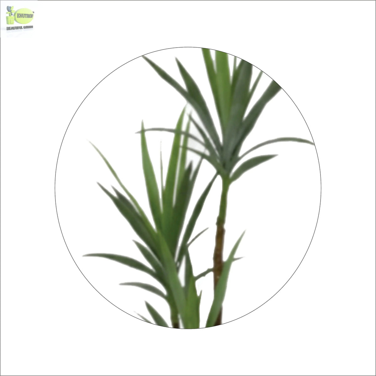 ENUTROF Artificial Dracaena Yucca Plant – 150cm Tall Sword-Leaf Fake Plant for Modern Decor ENUTROF