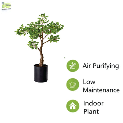 ENUTROF Artificial Ficus Ginseng Bonsai Tree – 60cm Classic Fake Bonsai for Office & Home Decor ENUTROF