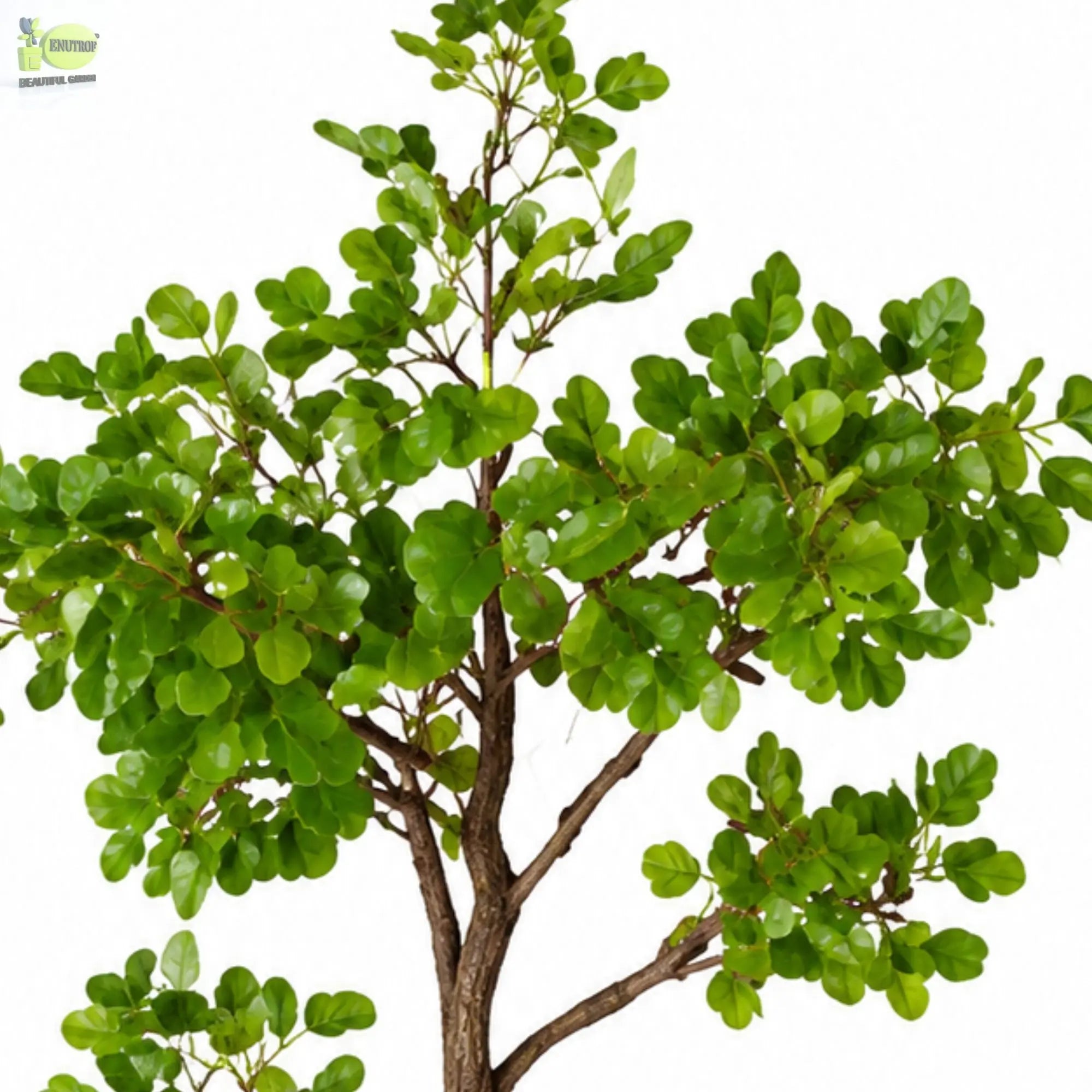 ENUTROF Artificial Ficus Ginseng Bonsai Tree – 60cm Classic Fake Bonsai for Office & Home Decor ENUTROF