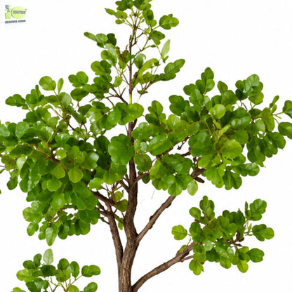 ENUTROF Artificial Ficus Ginseng Bonsai Tree – 60cm Classic Fake Bonsai for Office & Home Decor ENUTROF
