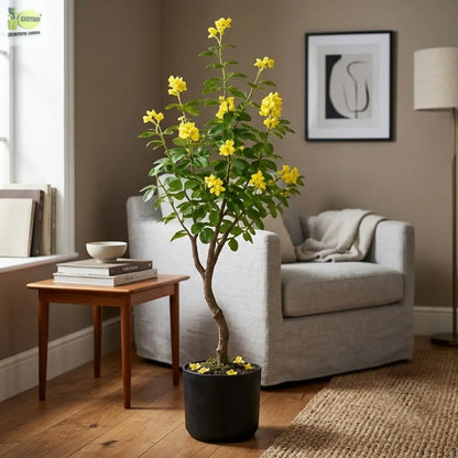ENUTROF Artificial Golden Cassia Flowering Tree – 150cm Fake Yellow Blooming Plant for Home Decor ENUTROF