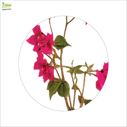 ENUTROF Artificial Pink Bougainvillea Plant – 90cm Compact Fake Flowering Plant for Home Decor ENUTROF