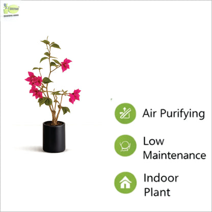 ENUTROF Artificial Pink Bougainvillea Plant – 90cm Compact Fake Flowering Plant for Home Decor ENUTROF